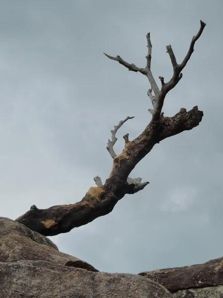 Dead tree — Stock Photo, Image