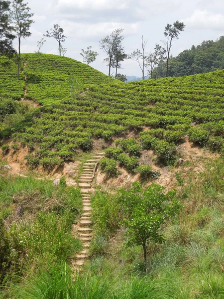 Çay plantasyon — Stok fotoğraf