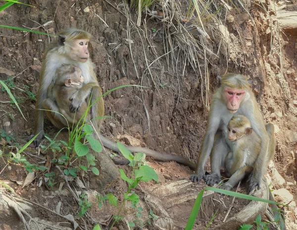 Toques macacos — Fotografia de Stock
