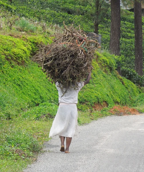 Woman carrying brushwood — Stock Photo, Image