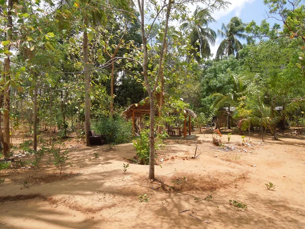 Patio trasero en Sri Lanka — Foto de Stock