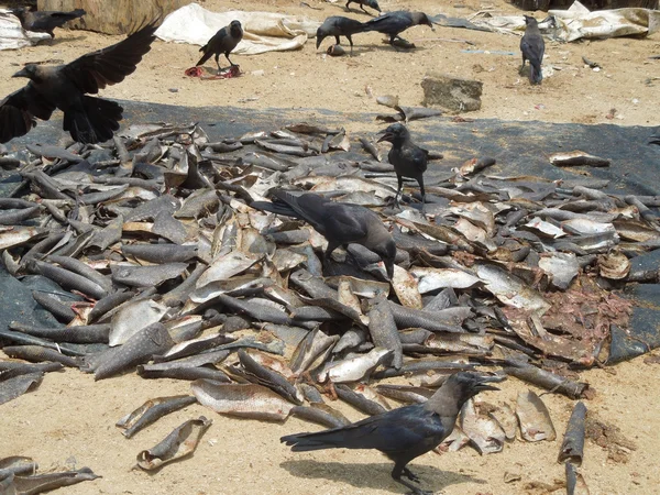 Mercado de pescado — Foto de Stock