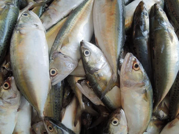 Alimentos peces — Foto de Stock