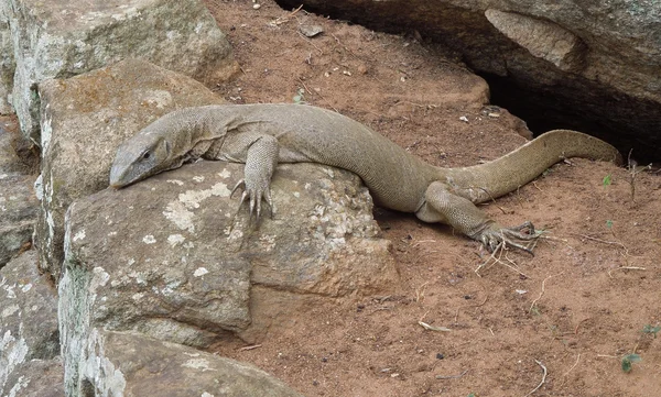 Brown lizard — Stock Photo, Image