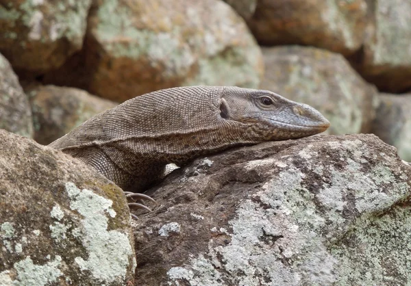 Brown lizard portrait — Stock Photo, Image