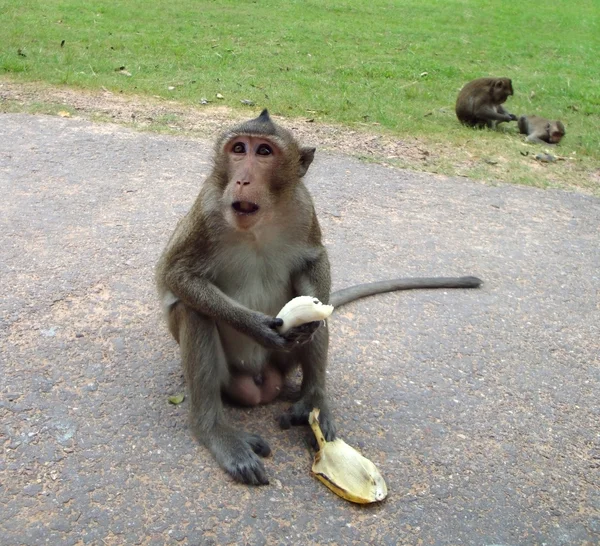 Macaco no laos — Fotografia de Stock