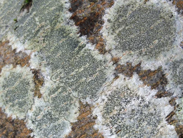 Lichen close seup — стоковое фото