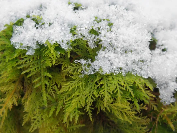 Musgo coberto de neve — Fotografia de Stock