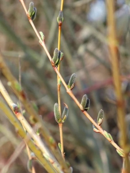 Młody catkins — Zdjęcie stockowe