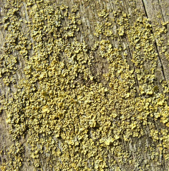 Lichen closeup — Stock Photo, Image