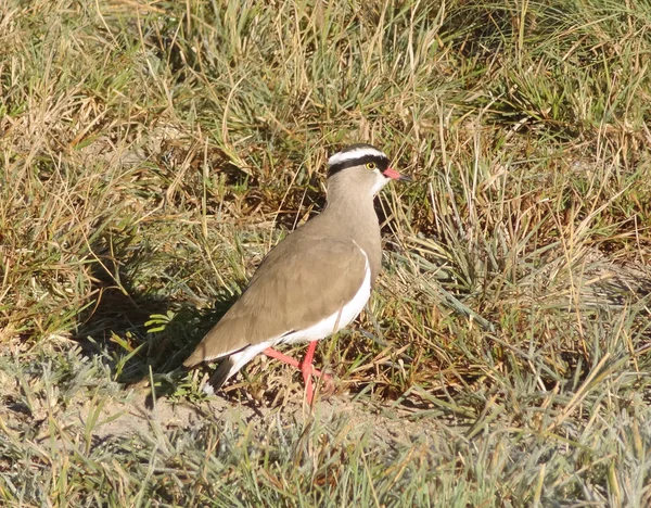 Crowned lapwing — Stock Photo, Image