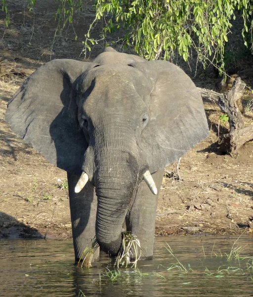 Elefant i Botswana — Stockfoto