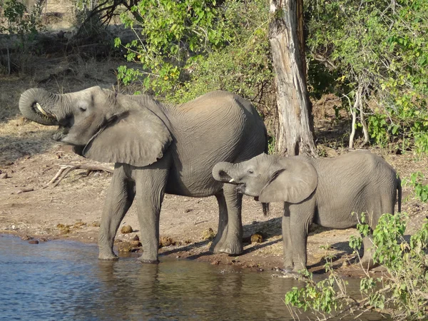 Elefantes en Botswana — Foto de Stock