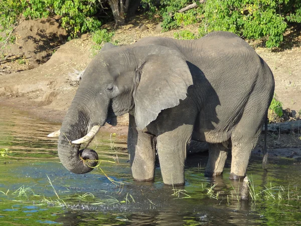 Elephant in Botswana — Stock Photo, Image