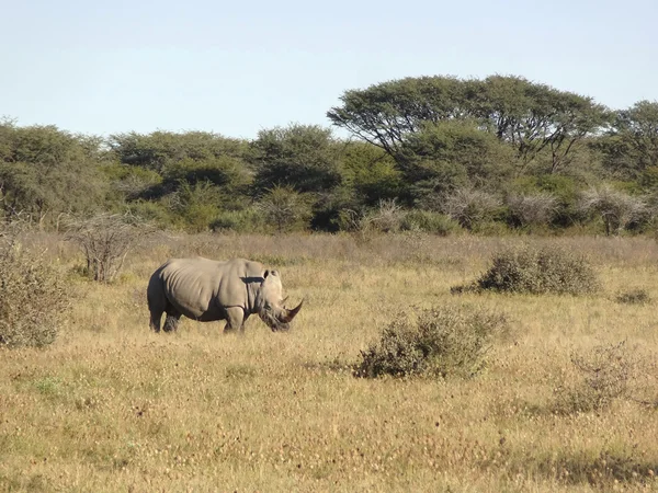 Rhinocéros blanc — Photo