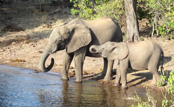 Elephants in Botswana — Stock Photo, Image