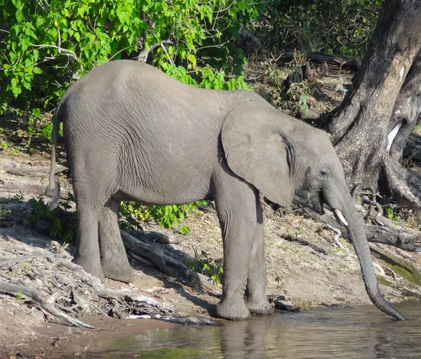 Elefante in Botswana — Foto Stock