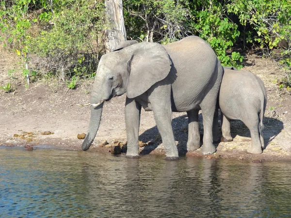 Слоны в Ботсване — стоковое фото