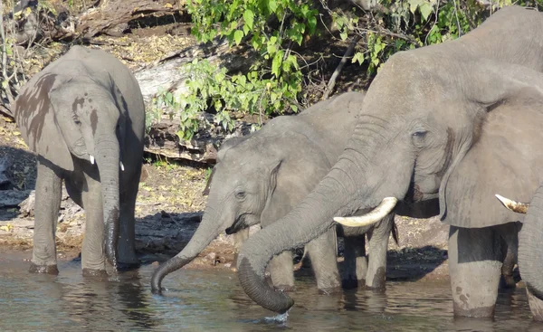 Grupp av elefanter i Botswana — Stockfoto