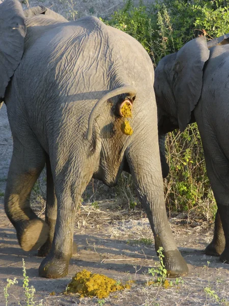 Chier éléphant — Photo