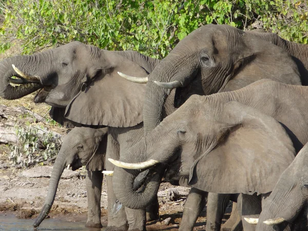 Grupp av elefanter i Botswana — Stockfoto