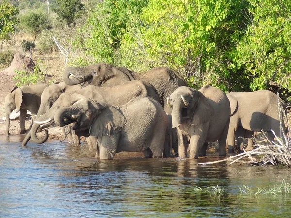 Elefantengruppe in Botswana — Stockfoto