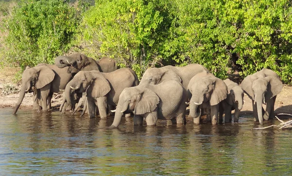 Grupp av elefanter i Botswana — Stockfoto