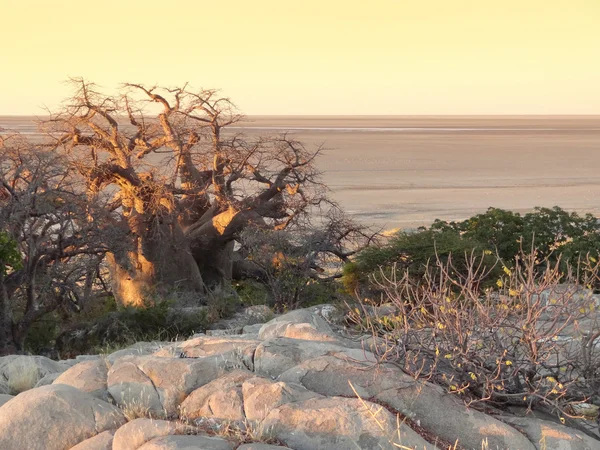 Baobab ağacı Kubu Island — Stok fotoğraf