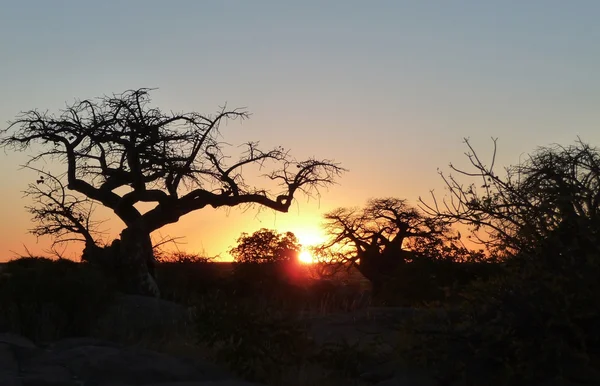 Baobab à l'île de Kubu — Photo