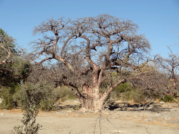 Chestnut tree at Kubu Island — Stock Photo, Image