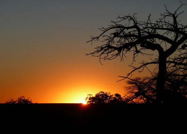 Baobab en la isla de Kubu — Foto de Stock