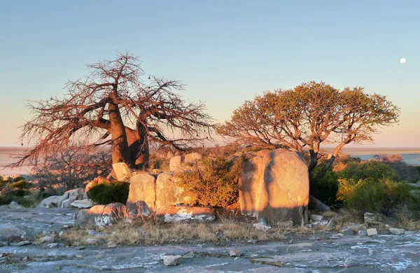 Baobab tree at Kubu Island — Stock Photo, Image