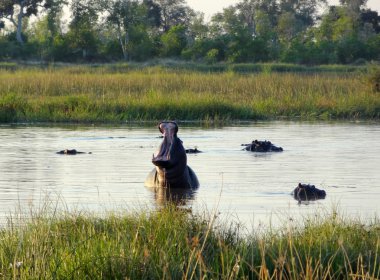Hippos in Botswana clipart