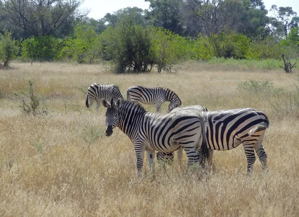 Flock of zebras — Stock Photo, Image