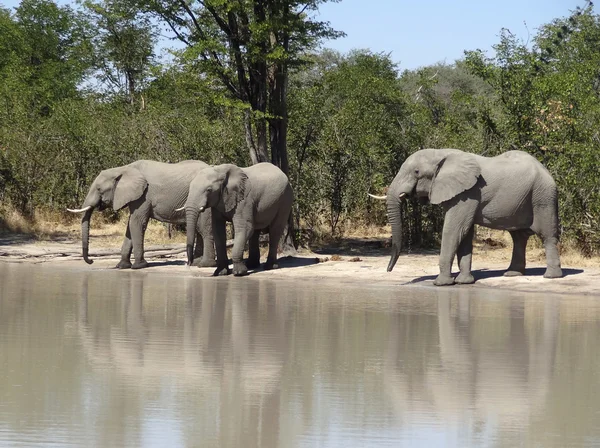 Elefantes en Botswana — Foto de Stock