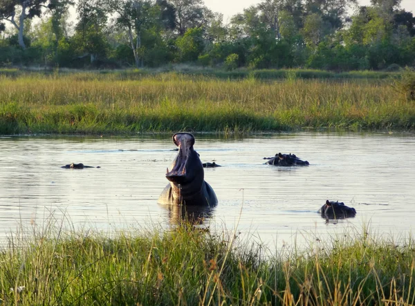 Flusspferde in Botswana — Stockfoto