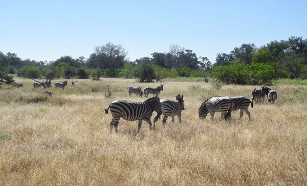 Flock of zebras — Stock Photo, Image