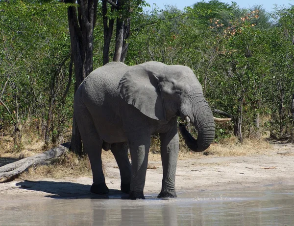 Elephant in Botswana — Stock Photo, Image