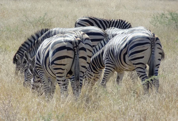 Flock of zebras — Stock Photo, Image
