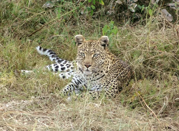 Leopardo em repouso — Fotografia de Stock