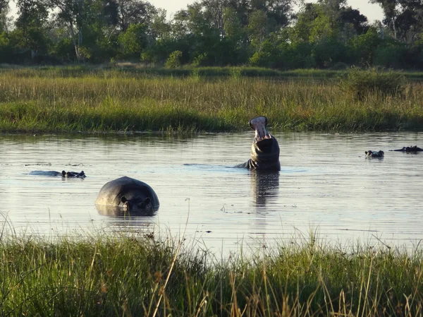Hippopotames au Botswana — Photo