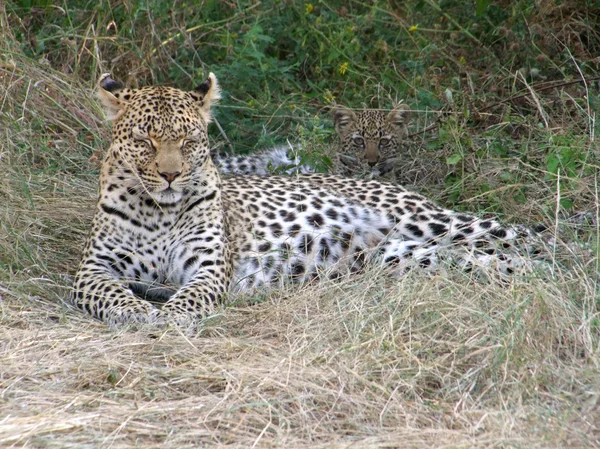 Отдыхающий леопард — стоковое фото