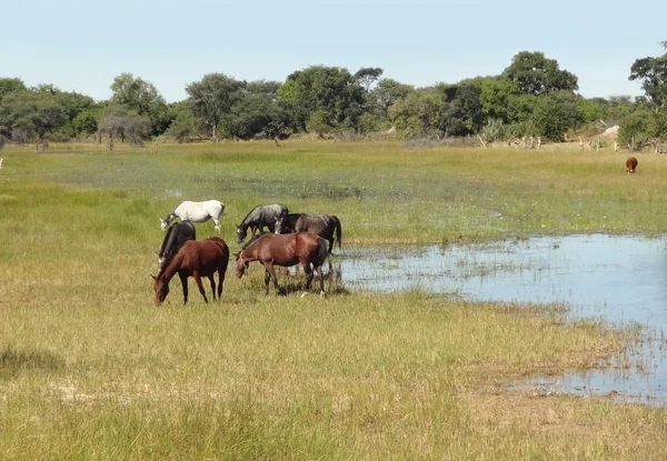 Okavango Delta — Stock Photo, Image