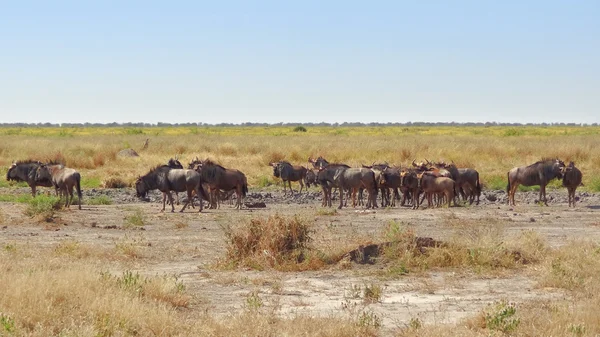 在博茨瓦纳的牛羚 — 图库照片