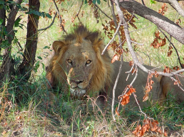 Отдыхающий лев в Ботсване — стоковое фото