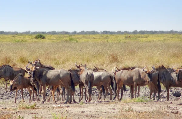 Gnu in Botswana — Foto Stock