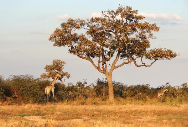 Giraffer i Botswana — Stockfoto