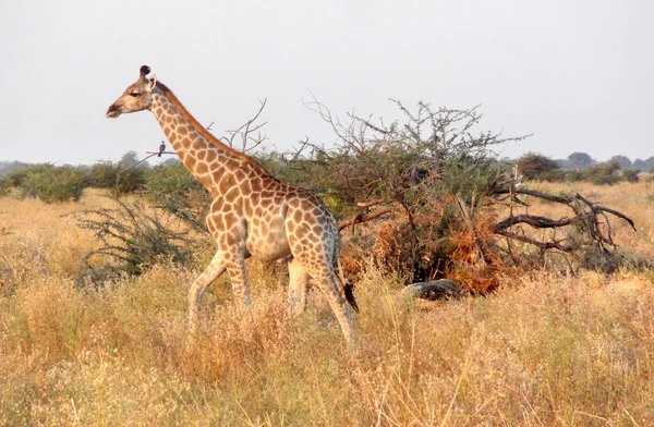 Botswana'da zürafa — Stok fotoğraf