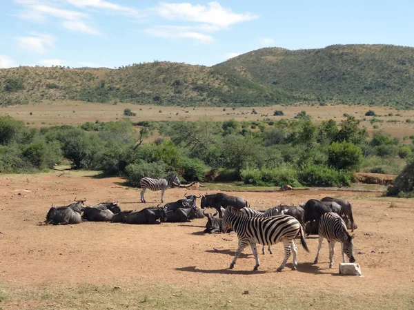 Zebras and Antelopes in Southafrica — Stock Photo, Image