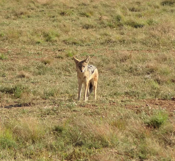 Jackal — Stock Photo, Image